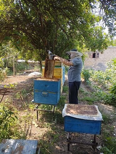 ucuz pudel: Tam tebii təmiz qara tikan balı ramkası 125 azn — 2
