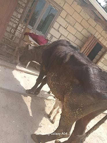 dana inək: Sütlü inək və buzov paketi - Qara rəngli inək, yanında yeni doğulmuş — 2