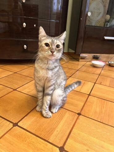 приют для кошек в баку: Dişi, Yaxşı əllərə — 1