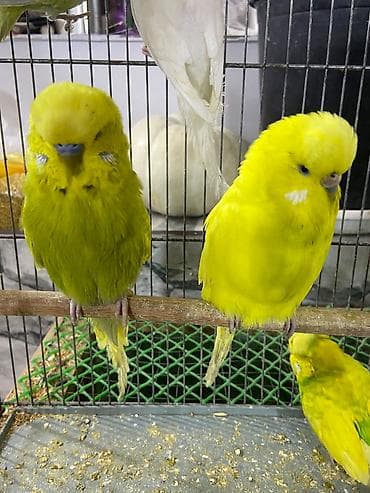 Hazır cüt təmiz Çex tutuquşu. Barter olar.(daha bahalı quş olsa,üstünü