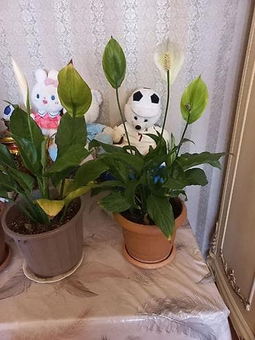 Otaq bitkiləri – bir neçə növ saksıda - Spathiphyllum (Sülh zanbağı) — 2
