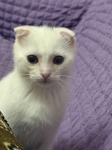 paroda pişik: Şotland yastı qulaq, Erkək, Yaxşı əllərə, Ödənişli çatdırılma — 1