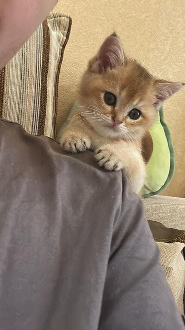 ev heyvanlari satisi: Qızıl şinşilla, Erkək, Yaxşı əllərə, Pulsuz çatdırılma — 1