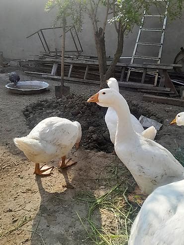 Linda qazları. Mart ayının 21 yumurtadan çıxmış balalardır . Ətlik