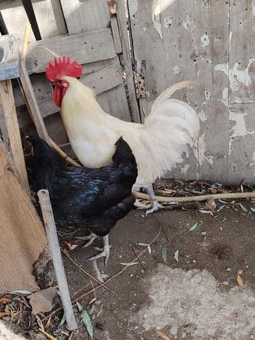 həyət qazı: Ağ rəngli avstrolop xoruz - Rəng: krem-ağ tüklər, iri qırmızı daraq — 1