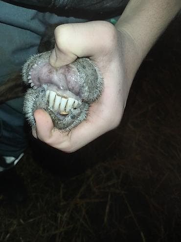 Телята: Sağlamdı 2ci qarına qoça gəlib. Ünvan Novxanı — 10