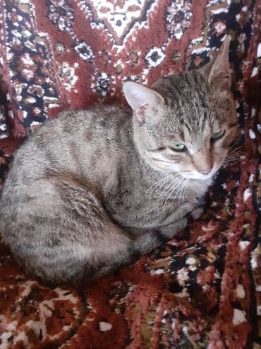 отдам в добрые руки щенка баку 2019: Самец, Самка, В добрые руки — 3