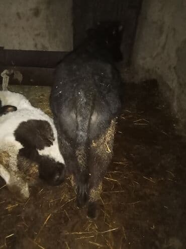 Сельхоз птицы: Cüt satlır üvan celilabdı ciddi şexsler zeng vursun 2550manata deylir — 2