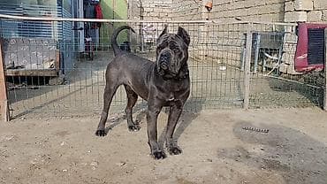 heyvan bazari baki: Kane-Korso, 2 il, Erkek, Cütləşmə üçün, Ünvandan götürmə — 3