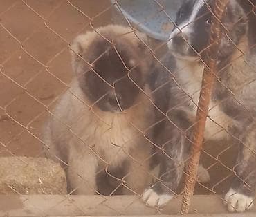 heyvan yemi: Qurdbasar, Erkek, Peyvəndli — 2