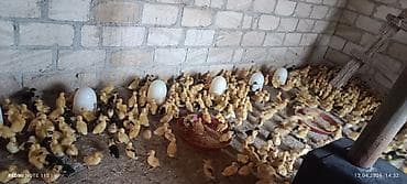 toptan toyuq satisi: Toyuq cücələri, Ətlik — 2