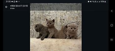 munchkin pişik: Britan — 2