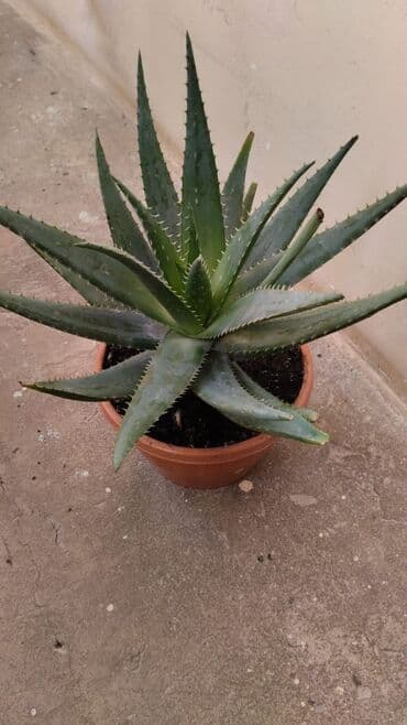 алоэ пайдасы: Aloe Vera qiyməti 30 azn — 1