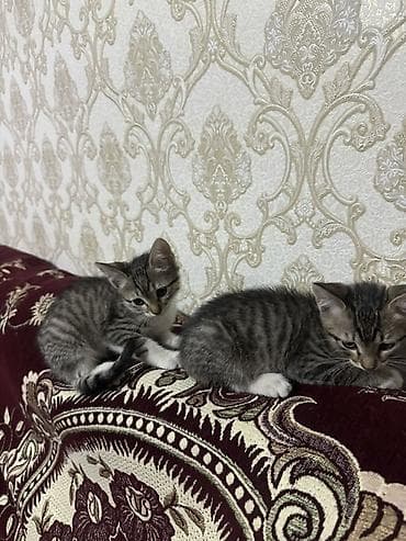 Tabbi, Yaxşı əllərə