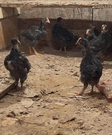 etlik cuce satisi: Toyuq cücələri, Ətlik, Ödənişli çatdırılma — 4