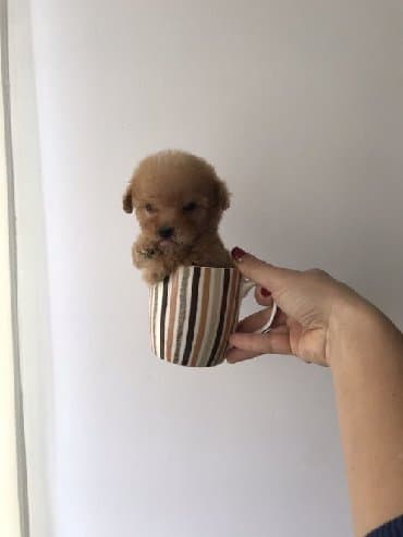 Akvariumlar: Пудель (Pudel) (Poodle) Щенки пуделя. Документы FCI.Будут привиты по — 9