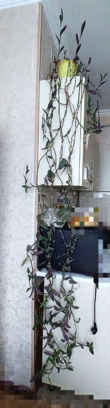 горшок новый: 🌿 Традесканция (сеткреазия). Очень длинные, густые лианы — идеально — 1