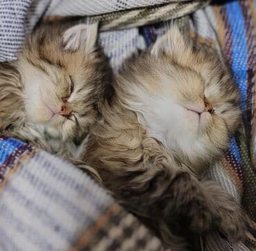 şirin pişik: Amerikan Shorthair, Erkək, Dişi, Yaxşı əllərə, Ünvandan götürmə, Pulsuz çatdırılma, Rayonlara çatdırılma — 6