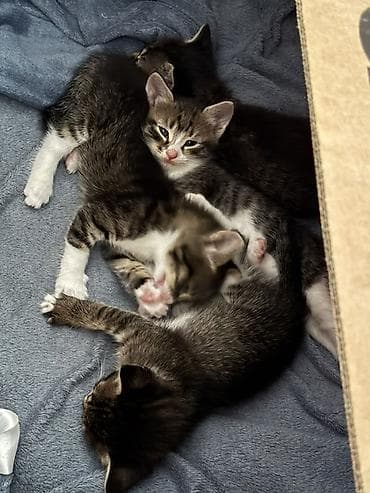 Tabbi, Erkək, Dişi, Yaxşı əllərə, Ünvandan götürmə, Pulsuz çatdırılma — 1