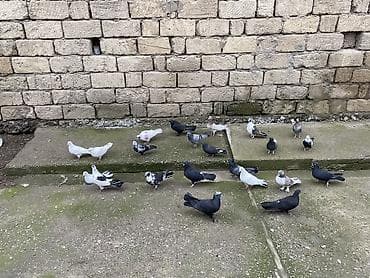 Gəmiricilər: 22 ədəddir üsd üsdə 4 manatdan tərgidmə maraqlanan vp yazsın video — 3