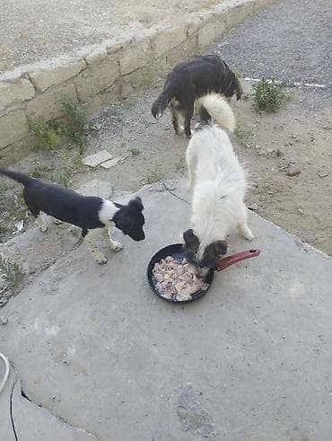 bokser it: Kiçik ölçülü it balaları - Növ: xırda ölçülü ev iti balaları (qarışıq — 7