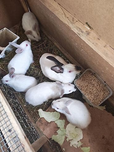 Kaliforniya sortu balalar 10 Azn