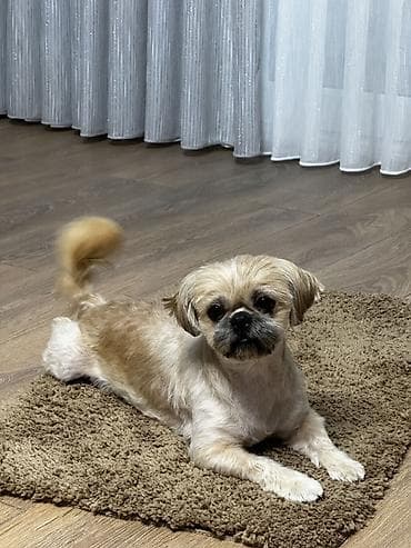 Shi-tsu, 2 il, Dişi, Peyvəndli, Ünvandan götürmə