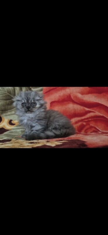 1 azn pişik: Şotland, Erkək, Dişi, Yaxşı əllərə, Pulsuz çatdırılma, Ödənişli çatdırılma — 8