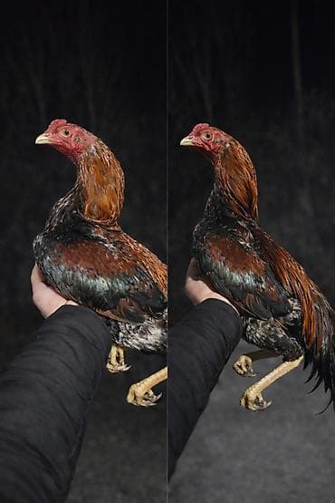 hinduşka quba: Satilir iyun becesidi 2 defe tullanib atasi xacmazda udub anasinin — 1