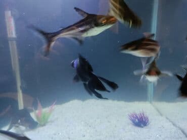 nemo baliq: Akula balığı, Sülhsevər — 2