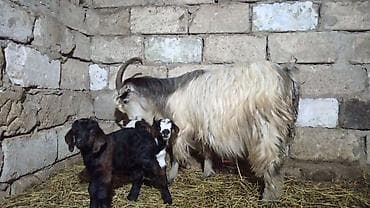 ətlik inək cinsləri: Qoyun-keçi təsərrüfatı üçün uzun tüklü yerli keçilər - Cins: uzun — 3