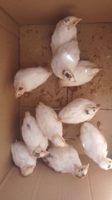 ataks cucələri: Toyuq cücələri, Ətlik — 6