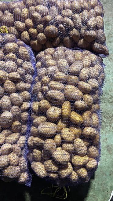 Toxum və iri kartof satılır