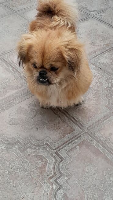 it haski: Pekines, 11 ay, Peyvəndli — 1