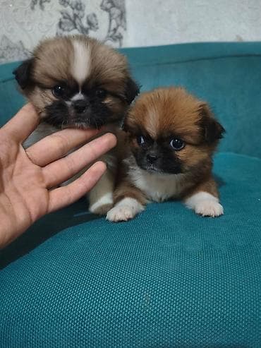 Pekines, 2 ay, Erkek