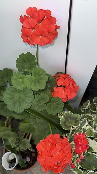 monstera bitkisi: Qırmızı çiçəkli otaq bitkiləri dəsti - Növlər: - Qırmızı — 1
