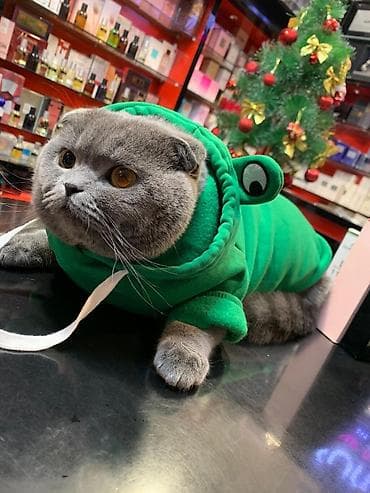 paroda pişik: Şotland yastı qulaq, Erkək, Cütləşmə üçün, Ödənişli çatdırılma — 1