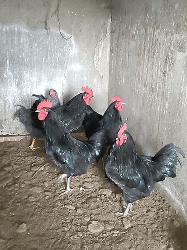 ov iti satilir: Xoruz, il: 1, Ünvandan götürmə — 2