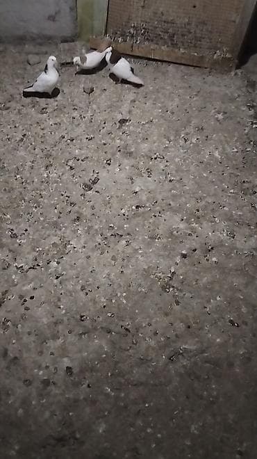 it dami satilir: Erkey qirmizi boyun kekilden gelme özüm de çixib hazit bala veren — 3