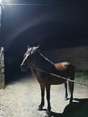 heyvan satisi tap az: Atın 6 yaşı var yük atı di — 1