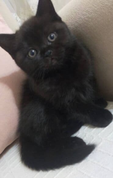 bala pişik: Britan, Yaxşı əllərə — 3