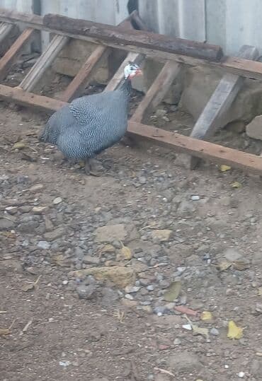 ov iti satanlar: Hind quşu — 2