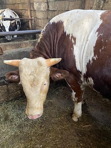 simental inekler satilir: Qurbanlıq üçün kəsilib də verilir 1 dişi 1 erkək ünvan məhəmmədi diri — 1