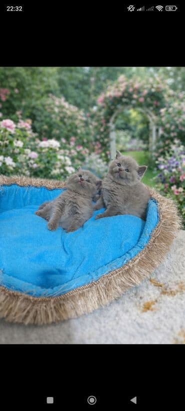 pişik balalari: Şotland yastı qulaq — 2