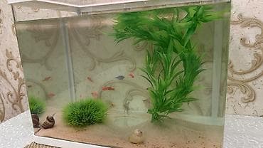 Akvaryum seti - Şəffaf şüşəli, ağ haşiyəli akvaryum - Masaya/raf üstü — 2