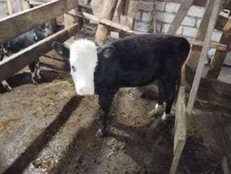 Inəklər, öküzlər: Satış: qarışıq cins buzov - Rəng: qara bədən, ağ baş və ağ — 2