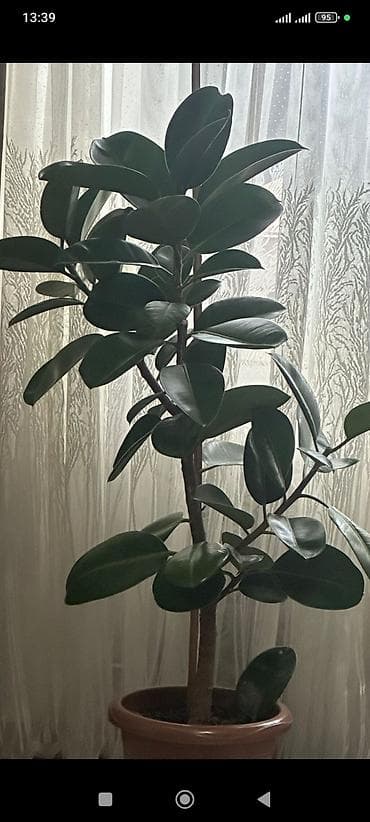 Fikus elastika (rezin ağacı) – dekorativ iri yarpaqlı otaq bitkisi -