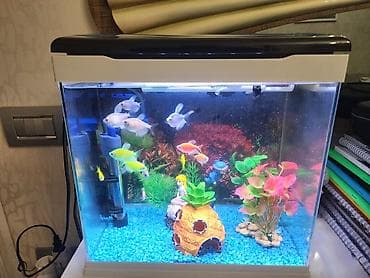 bala keçi: Akvarium, 14 ədəd balıq, 3 ədəd aksesuar, daşlar. Akvariumda qızdırıcı — 1