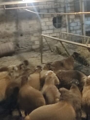 ağdam xoruzu gence: Salam Diri çəkisi 1o super quzlar əmlik arpa yonca baxilib — 5