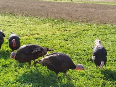 kend xoruzu: Dişi, Amerika, Ətlik, Ödənişli çatdırılma — 2